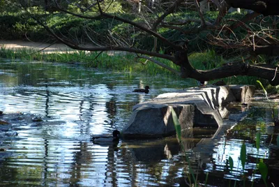 DSC_0077 (Large).JPG